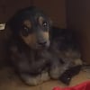 Illustration : Cach&eacute; dans un carton pour s'abriter de la pluie, ce chiot errant r&eacute;v&egrave;le son caract&egrave;re enjou&eacute; apr&egrave;s son sauvetage et attend sagement d'&ecirc;tre adopt&eacute;