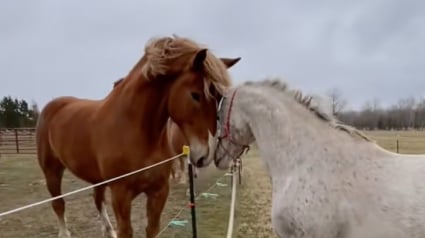 Illustration : Apr&egrave;s des ann&eacute;es de solitude, une jument Appaloosa d&eacute;couvre enfin l&rsquo;amiti&eacute; aupr&egrave;s d&rsquo;un troupeau bienveillant (vid&eacute;o)