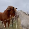 Illustration : Apr&egrave;s des ann&eacute;es de solitude, une jument Appaloosa d&eacute;couvre enfin l&rsquo;amiti&eacute; aupr&egrave;s d&rsquo;un troupeau bienveillant (vid&eacute;o)
