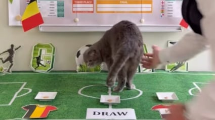 Illustration : Maximus, le chat du Premier ministre belge, se lance dans les pronostics sportifs &agrave; l'occasion de la Coupe du monde de football 