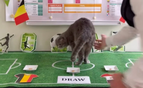 Maximus, le chat du Premier ministre belge, se lance dans les pronostics sportifs à l'occasion de la Coupe du monde de football 