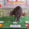 Illustration : Maximus, le chat du Premier ministre belge, se lance dans les pronostics sportifs &agrave; l'occasion de la Coupe du monde de football 