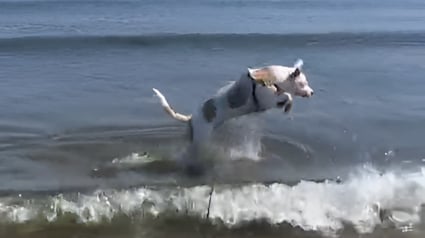 Illustration : Ce chien totalement aveugle sautille de joie en d&eacute;couvrant les vagues pour la premi&egrave;re fois (vid&eacute;o)