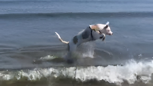 Illustration : Ce chien totalement aveugle sautille de joie en découvrant les vagues pour la première fois (vidéo)