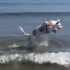 Illustration : Ce chien totalement aveugle sautille de joie en d&eacute;couvrant les vagues pour la premi&egrave;re fois (vid&eacute;o)