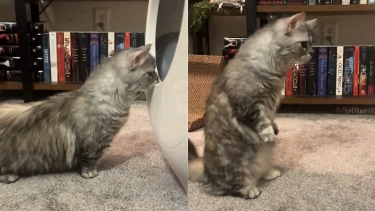Illustration : "Se dressant comme un suricate quand quelque chose l'interloque, cette chatte Munchkin reprend son étonnante position face à une litière autonettoyante (vidéo)"