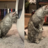 Illustration : Se dressant comme un suricate quand quelque chose l'interloque, cette chatte Munchkin reprend son &eacute;tonnante position face &agrave; une liti&egrave;re autonettoyante (vid&eacute;o)
