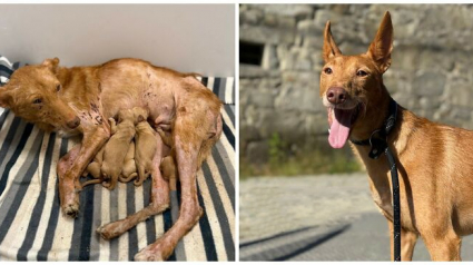 Illustration : 13 photos de chiens sauv&eacute;s qui t&eacute;moignent de la force des secondes chances