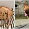 Illustration : 13 photos de chiens sauv&eacute;s qui t&eacute;moignent de la force des secondes chances