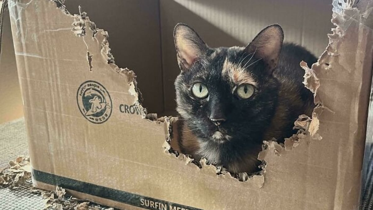 Illustration : "15 photos de chats devenus spécialistes pour déchiqueter les cartons"