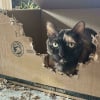 Illustration : 15 photos de chats devenus sp&eacute;cialistes pour d&eacute;chiqueter les cartons