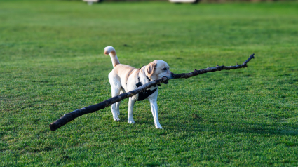Illustration : 17 comportements canins qui intriguent les humains
