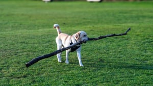 Illustration : 17 comportements canins qui intriguent les humains