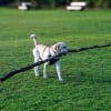 Illustration : 17 comportements canins qui intriguent les humains