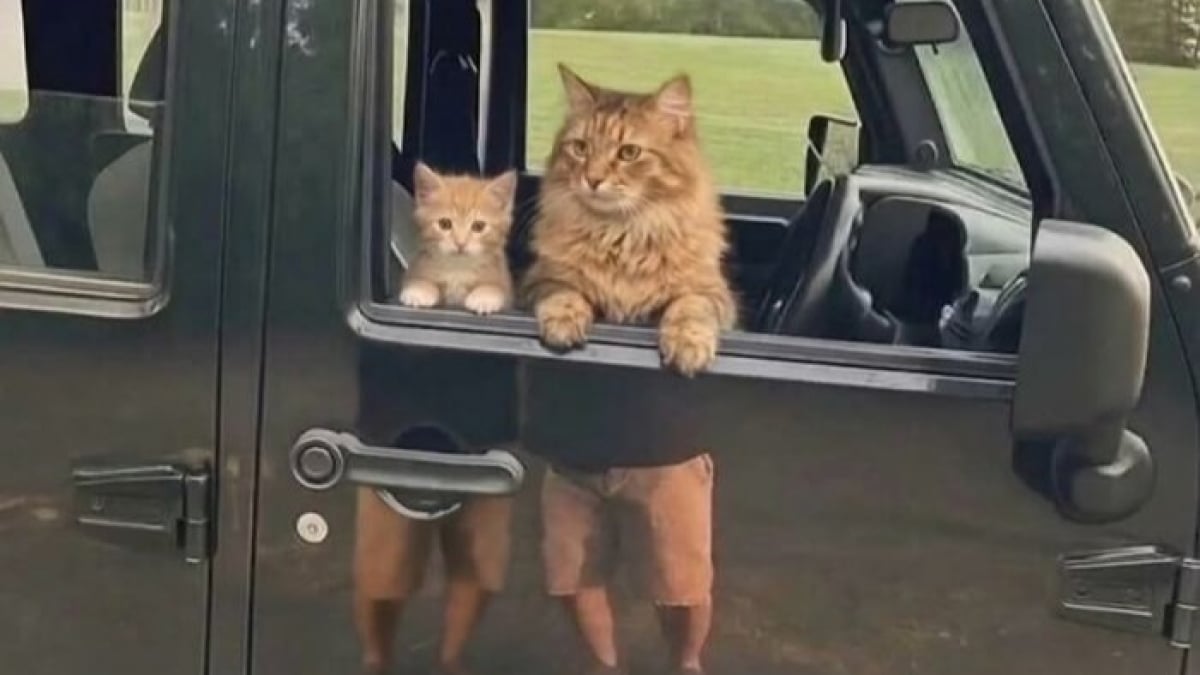 Illustration : "18 photos de chats prises au moment parfait pour les rendre drôles"