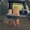 Illustration : 18 photos de chats prises au moment parfait pour les rendre dr&ocirc;les