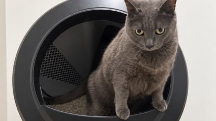 Illustration : Notre test du Litter-Robot 4, la liti&egrave;re autonettoyante haut de gamme de Whisker