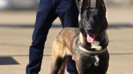 Illustration : Sauv&eacute; de l'errance, ce chien de la police gardoise est agress&eacute; lors d'une bagarre alcoolis&eacute;e mais parvient &agrave; y mettre fin