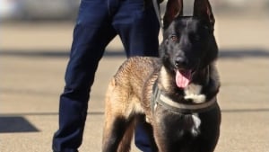 Illustration : Sauv&eacute; de l'errance, ce chien de la police gardoise est agress&eacute; lors d'une bagarre alcoolis&eacute;e mais parvient &agrave; y mettre fin