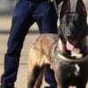 Illustration : Sauv&eacute; de l'errance, ce chien de la police gardoise est agress&eacute; lors d'une bagarre alcoolis&eacute;e mais parvient &agrave; y mettre fin