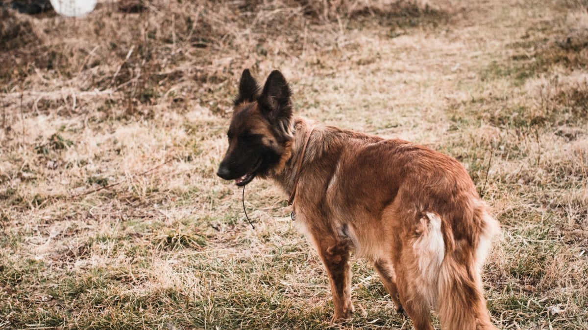 Illustration : "Un homme condamné à de « la prison ferme » après avoir fait passer son propre chien pour un animal errant"