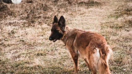Illustration : Un homme condamn&eacute; &agrave; de &laquo; la prison ferme &raquo; apr&egrave;s avoir fait passer son propre chien pour un animal errant