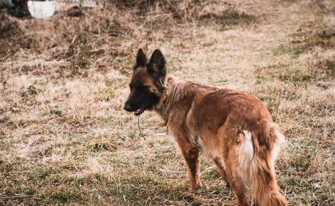 Un homme condamné à de « la prison ferme » après avoir fait passer son propre chien pour un animal errant