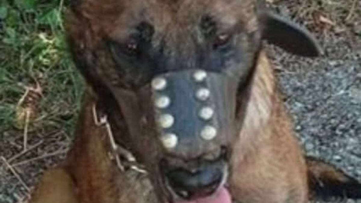 Illustration : "Venu dénoncer l’abandon d’un Malinois, il est finalement identifié comme le propriétaire du chien et placé en garde à vue"