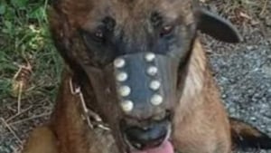 Illustration : Venu d&eacute;noncer l&rsquo;abandon d&rsquo;un Malinois, il est finalement identifi&eacute; comme le propri&eacute;taire du chien et plac&eacute; en garde &agrave; vue