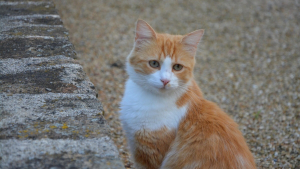Illustration : 2 Tarnaises emmènent un chat chez le vétérinaire, sa puce révèle qu'on le cherchait depuis 9 mois à 160 km de là