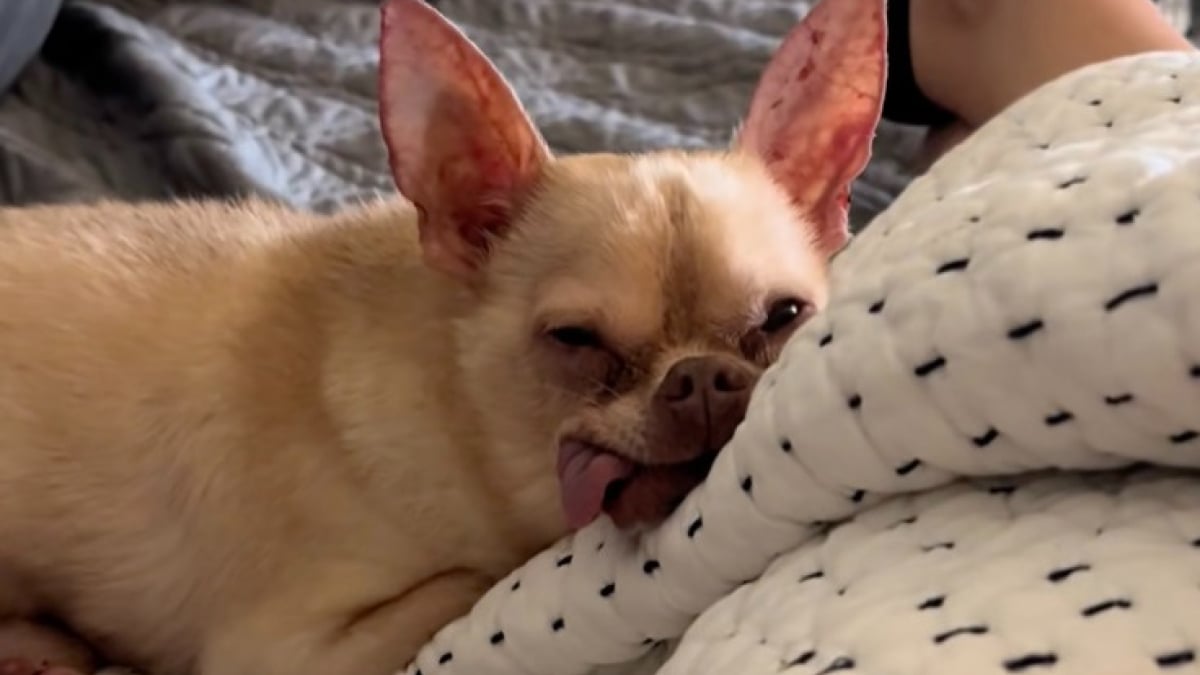 Illustration : "Ce Chihuahua aboie sans arrêt quand il n’est pas porté, et oblige sa famille d’accueil à trouver une solution pleine d’amour (vidéo)"