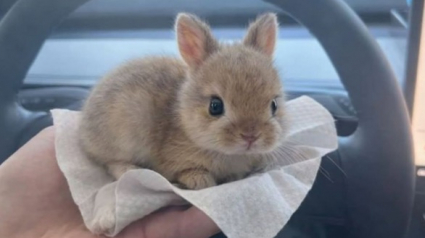 Illustration : 15 photos de lapins trop mignons pour mettre du bonheur dans votre journ&eacute;e