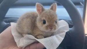 Illustration : 15 photos de lapins trop mignons pour mettre du bonheur dans votre journ&eacute;e