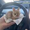 Illustration : 15 photos de lapins trop mignons pour mettre du bonheur dans votre journ&eacute;e