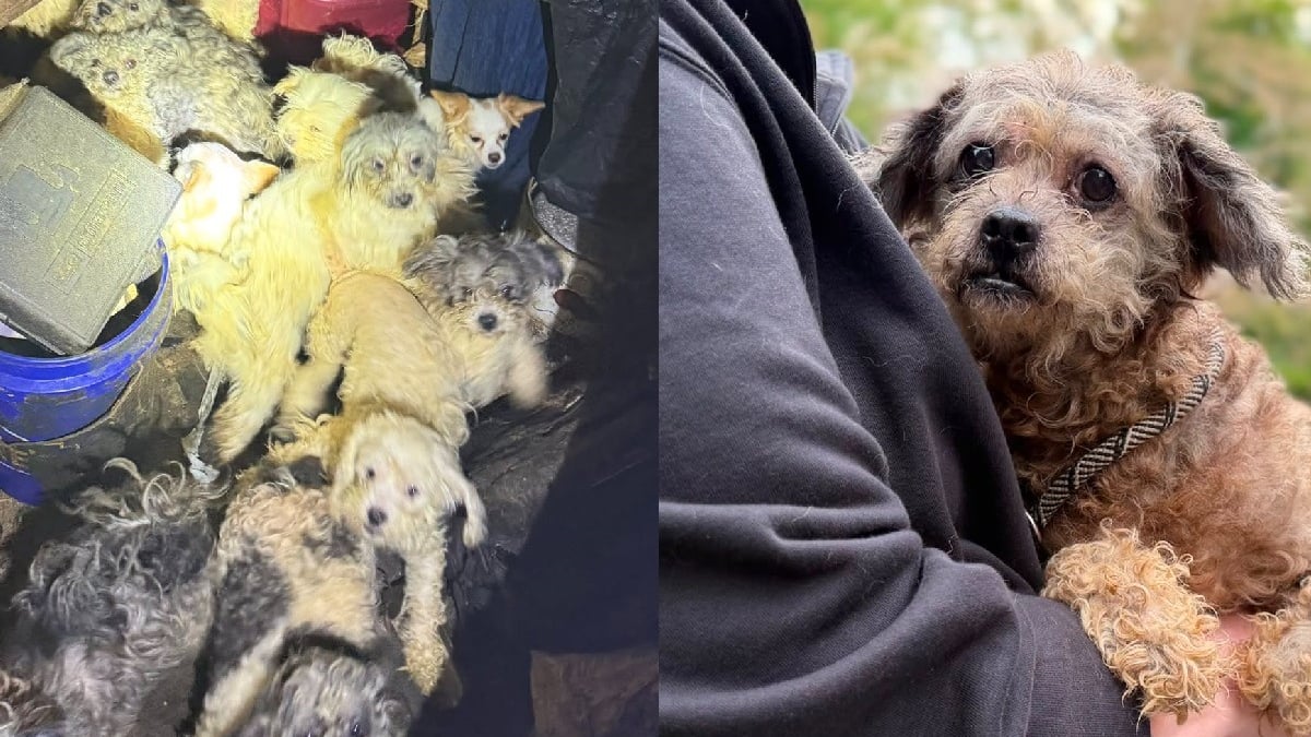 Illustration : "Secourus dans une maison insalubre et sombre, 47 chiens retrouvent presque tous une famille un mois plus tard"
