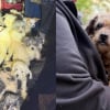 Illustration : Secourus dans une maison insalubre et sombre, 47 chiens retrouvent presque tous une famille un mois plus tard