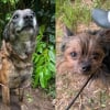 Illustration : Un crois&eacute; Malinois attach&eacute; depuis des ann&eacute;es se d&eacute;fait de la corde incrust&eacute;e dans son cou, trouve de l&rsquo;aide et sauve son cong&eacute;n&egrave;re