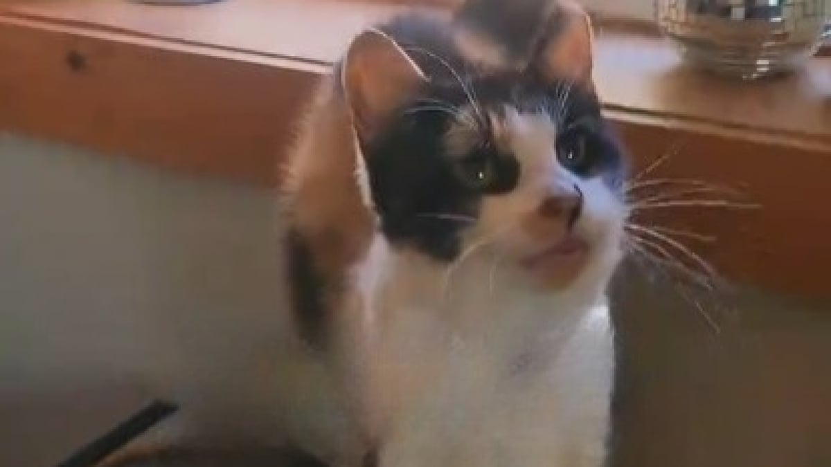 Illustration : "Après 13 années d'errance, cette chatte séniore vit sa première nuit dans la sécurité et le confort d'une maison (vidéo)"