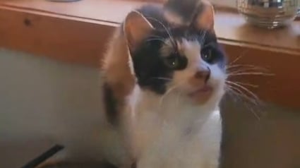 Illustration : Apr&egrave;s 13 ann&eacute;es d'errance, cette chatte s&eacute;niore vit sa premi&egrave;re nuit dans la s&eacute;curit&eacute; et le confort d'une maison (vid&eacute;o)