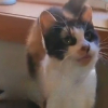 Illustration : Apr&egrave;s 13 ann&eacute;es d'errance, cette chatte s&eacute;niore vit sa premi&egrave;re nuit dans la s&eacute;curit&eacute; et le confort d'une maison (vid&eacute;o)