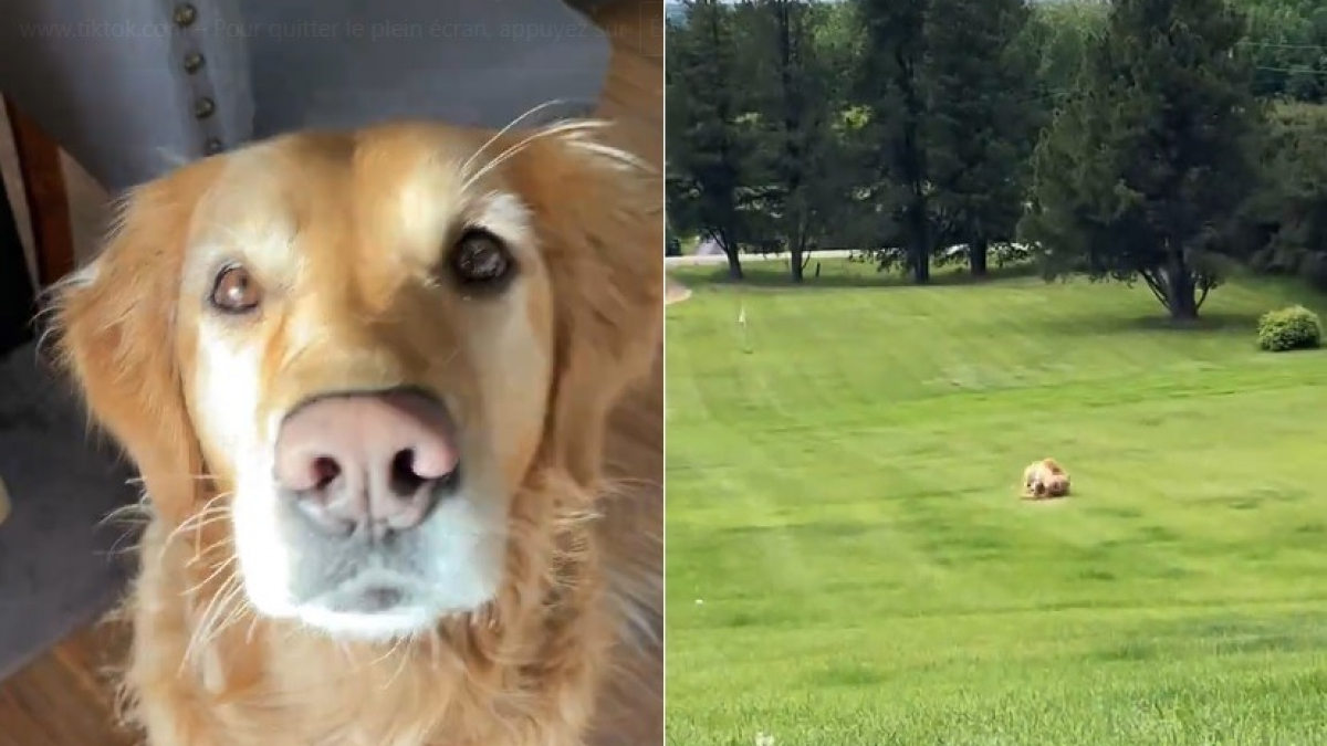 Illustration : "Une Golden Retriever transforme une simple descente de colline en succession de pirouettes après avoir attrapé sa queue dans la gueule (vidéo)"