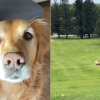 Illustration : Une Golden Retriever transforme une simple descente de colline en succession de pirouettes apr&egrave;s avoir attrap&eacute; sa queue dans la gueule (vid&eacute;o)