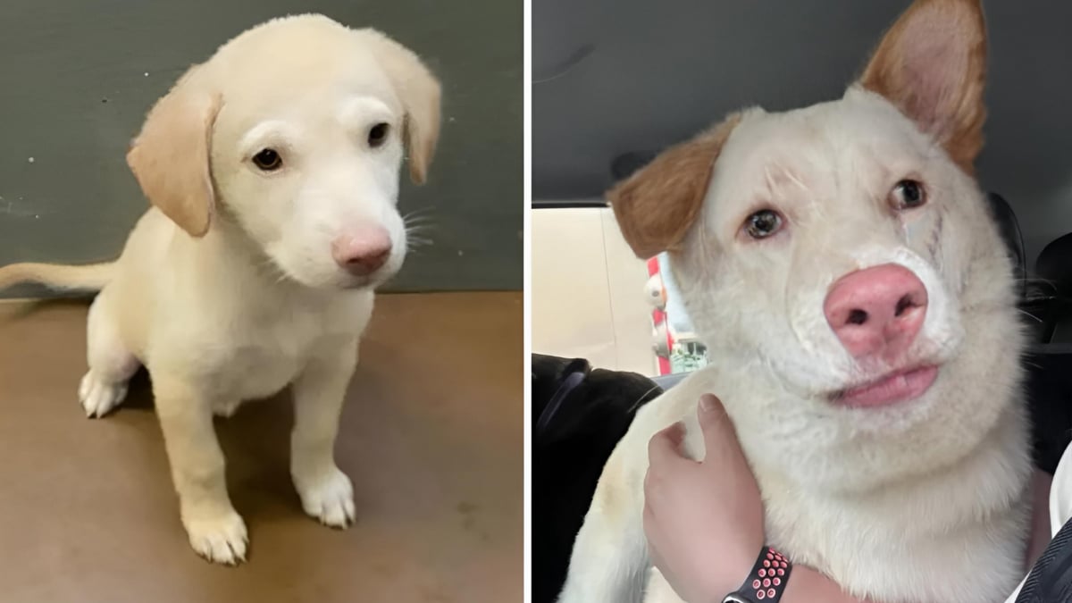 Illustration : "Pensant avoir adopté un chiot Labrador au refuge, ces maîtres découvrent une chienne croisée totalement différente à l'âge adulte (vidéo)"