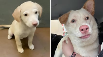 Illustration : Pensant avoir adopt&eacute; un chiot Labrador au refuge, ces ma&icirc;tres d&eacute;couvrent une chienne crois&eacute;e totalement diff&eacute;rente &agrave; l'&acirc;ge adulte (vid&eacute;o)