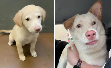 Pensant avoir adopté un chiot Labrador au refuge, ces maîtres découvrent une chienne croisée totalement différente à l'âge adulte (vidéo)