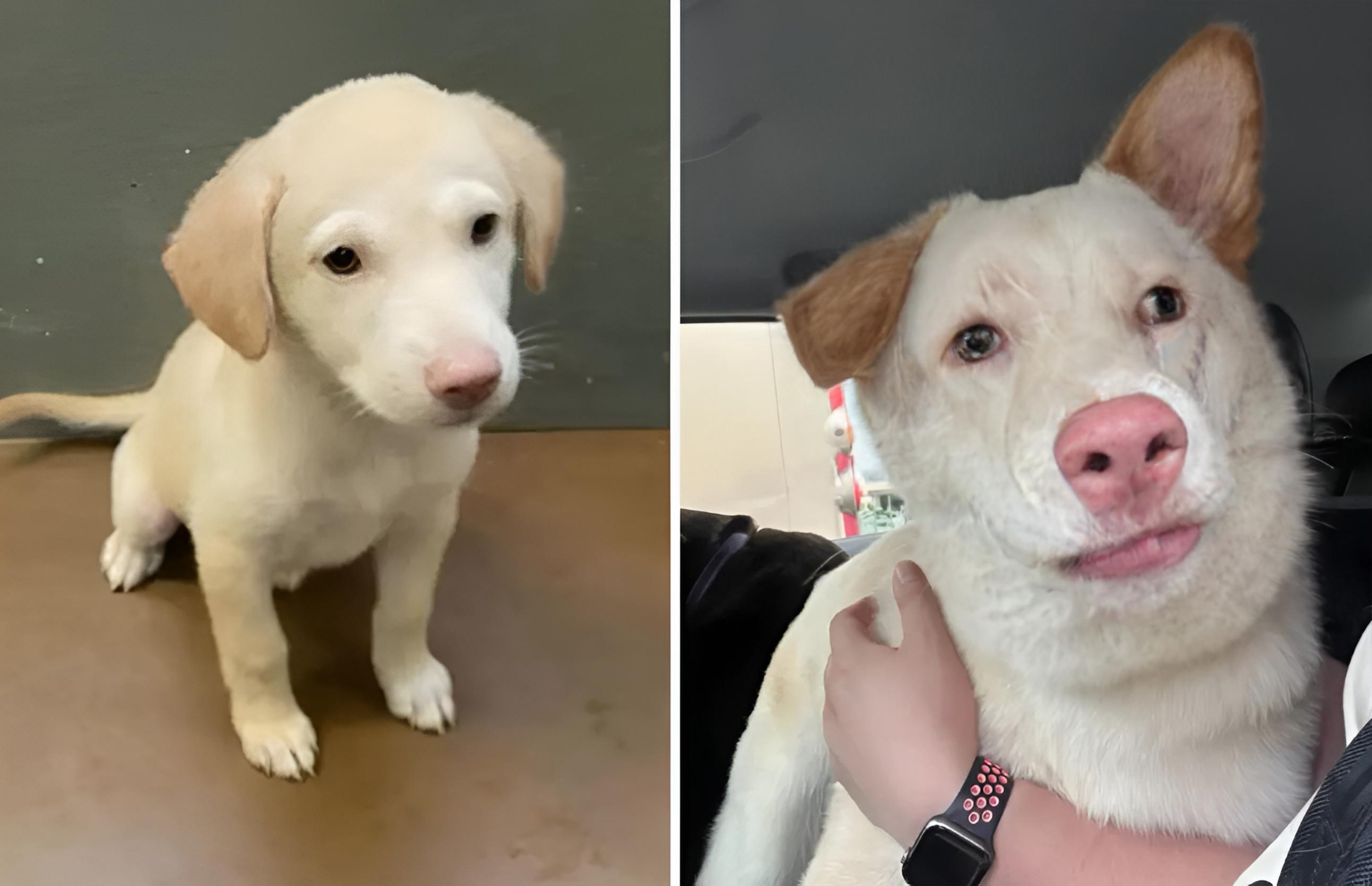 Avant-après : un chiot crème assis, puis une chienne blanche au museau rose dans les bras de son maître