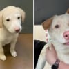 Illustration : Pensant avoir adopt&eacute; un chiot Labrador au refuge, ces ma&icirc;tres d&eacute;couvrent une chienne crois&eacute;e totalement diff&eacute;rente &agrave; l'&acirc;ge adulte (vid&eacute;o)