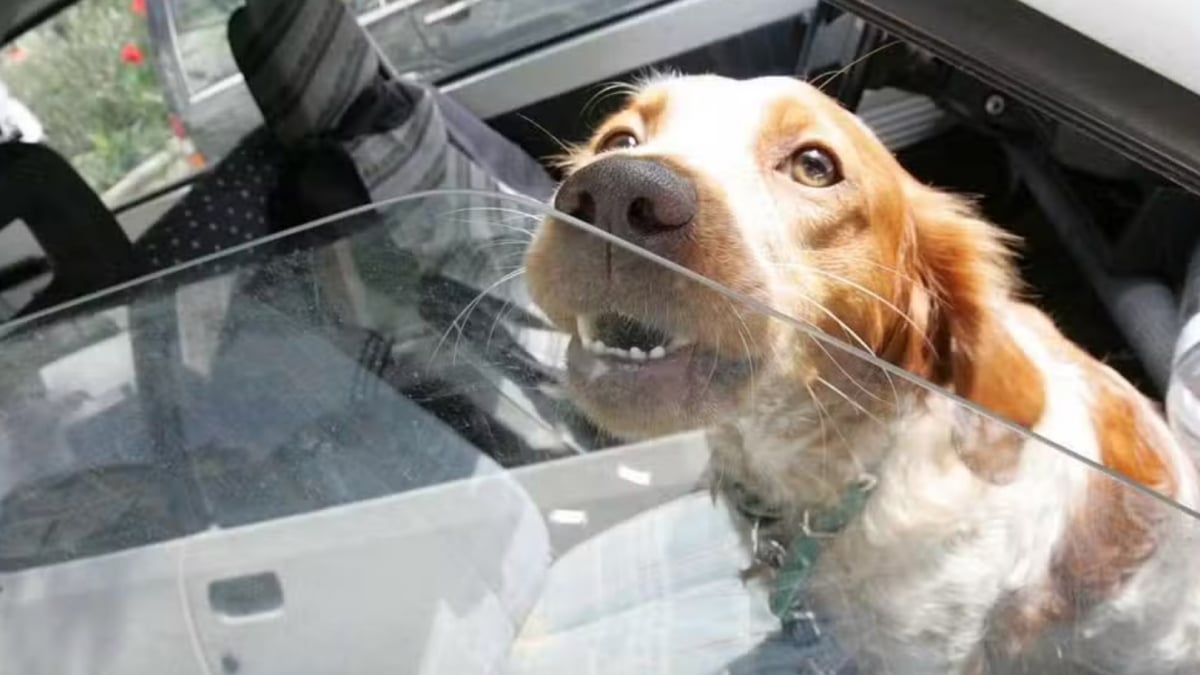 Illustration : "Un homme qui a enfermé son chien dans sa voiture en plein soleil vient de recevoir une amende de 135 euros"
