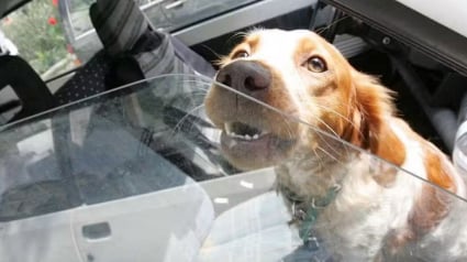 Illustration : Un homme qui a enferm&eacute; son chien dans sa voiture en plein soleil vient de recevoir une amende de 135 euros