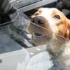 Illustration : Un homme qui a enferm&eacute; son chien dans sa voiture en plein soleil vient de recevoir une amende de 135 euros